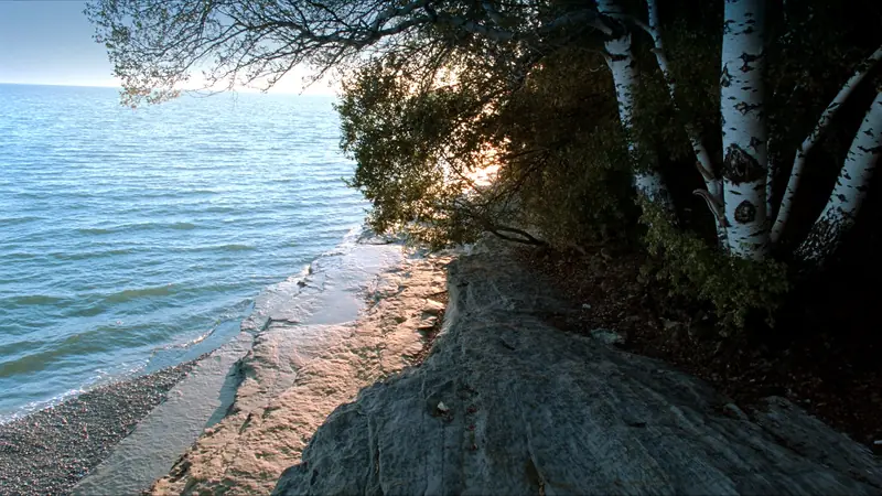 A limestone shelf at the water's edge with cedars and birches leaning over clear water at evening